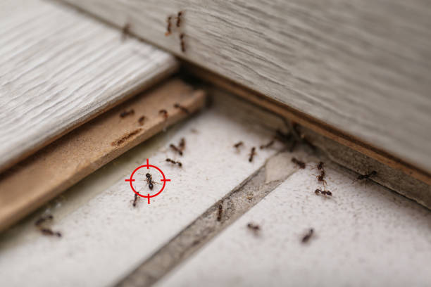 Professional Pest Control in North Eagle Butte, SD