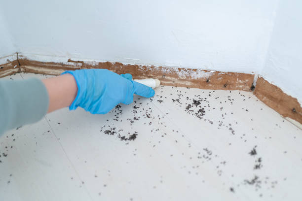 Best Affordable Pest Control Services  in North Eagle Butte, SD